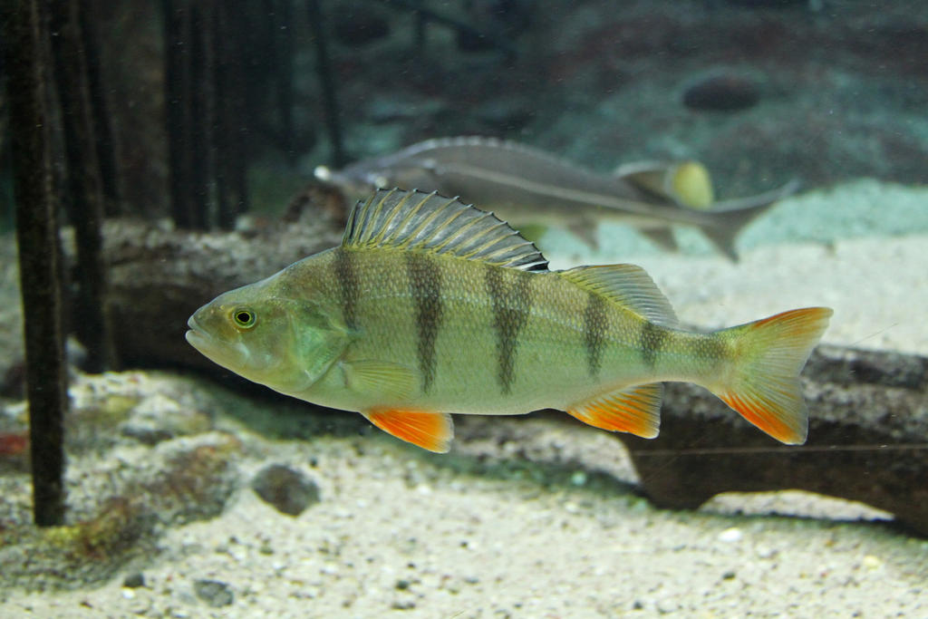 European perch (Perca fluviatilis)