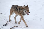 Female wolf in the snow no.1 by BetaDraconis