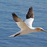 Northern Gannet (Morus bassanus) in flight