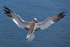 Northern Gannet landing by BetaDraconis