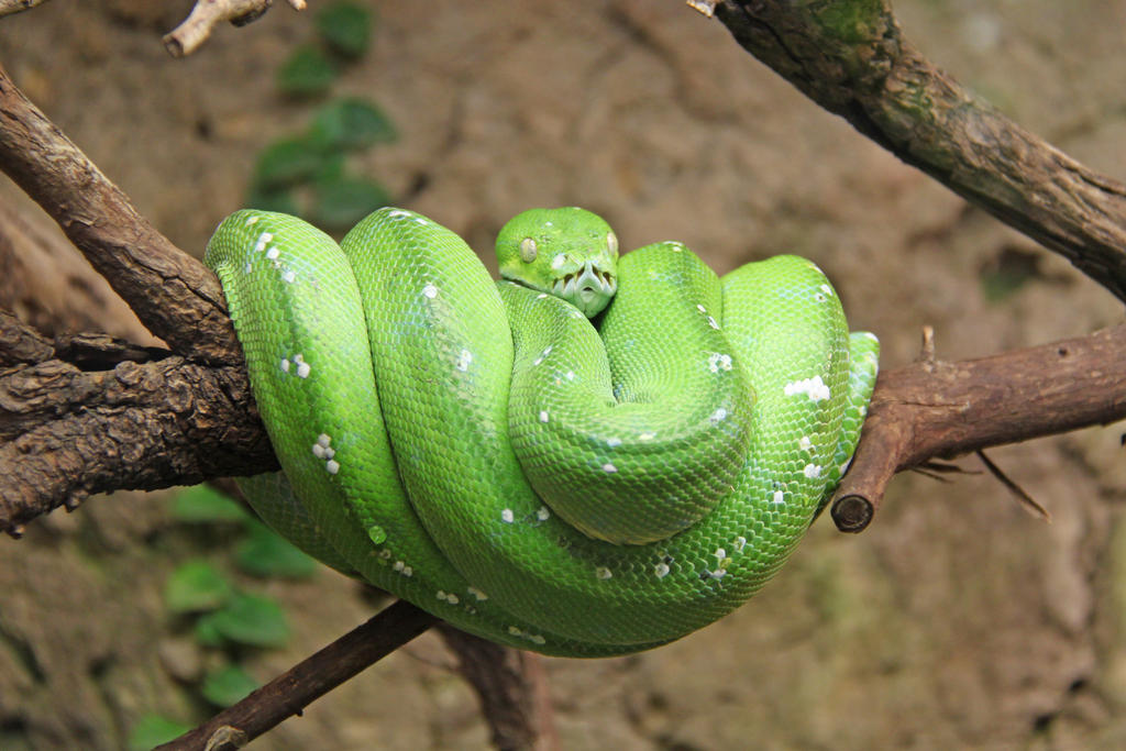 Green tree python (Morelia viridis)