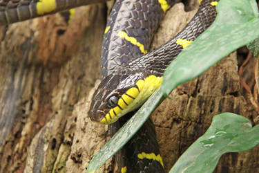 Mangrove snake (Boiga dendrophila)