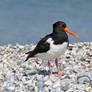 Eurasian oystercatcher