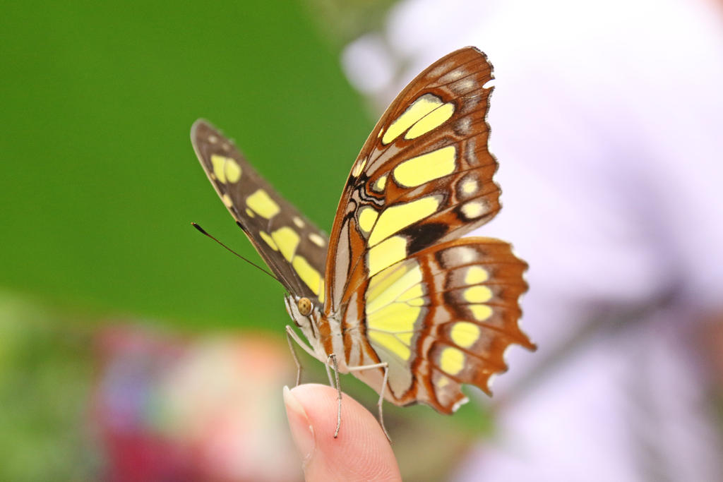 Butterfly portrait