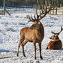 Red deer in the snow