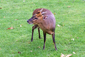 Sabretooth Deer