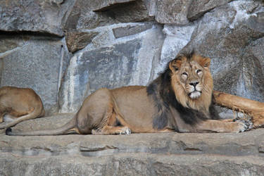 Male Indian Lion