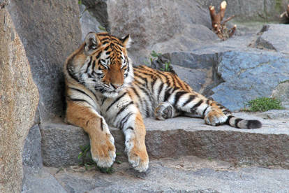 Young Siberian Tiger