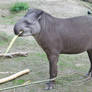 Brazilian Tapir feeding