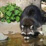 Racoon drinking