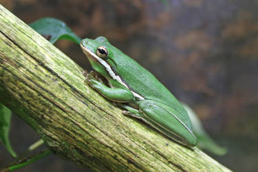 Hyla arborea