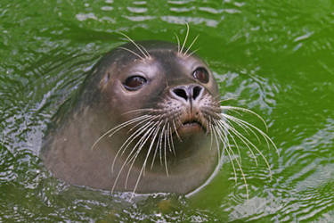 Curious Seal