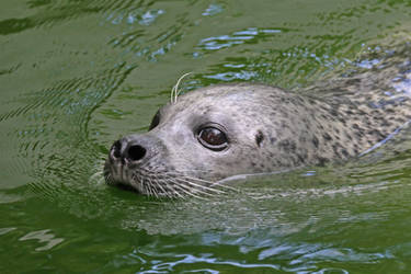 European Seal