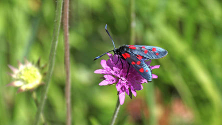 Zygaena butterfly