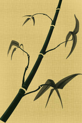 bamboo texture