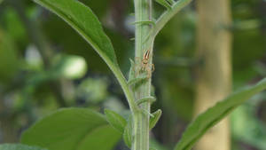 Unidentified jumping spider