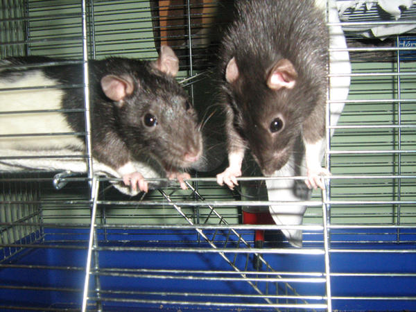 Square D Rats Rats by annoying94 on DeviantArt
