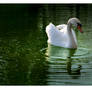 Graceful Swan