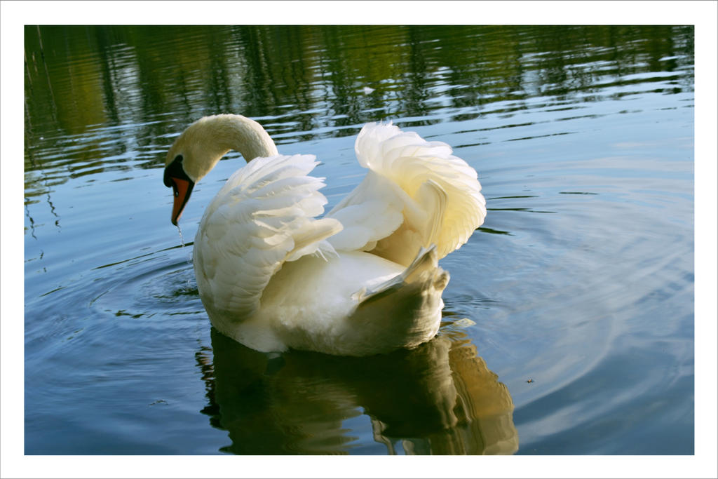 Swan Wings