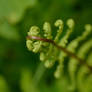 Stairway of Buds