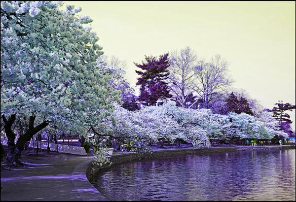 Ice Blossoms