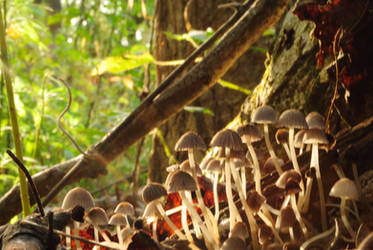 Mushroom Sun bathing