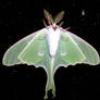 Luna Moth on glass