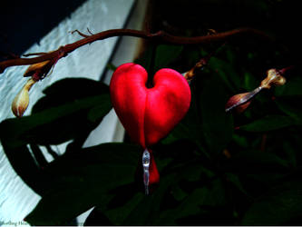 Bleeding Heart in Nature