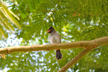 lonely bird