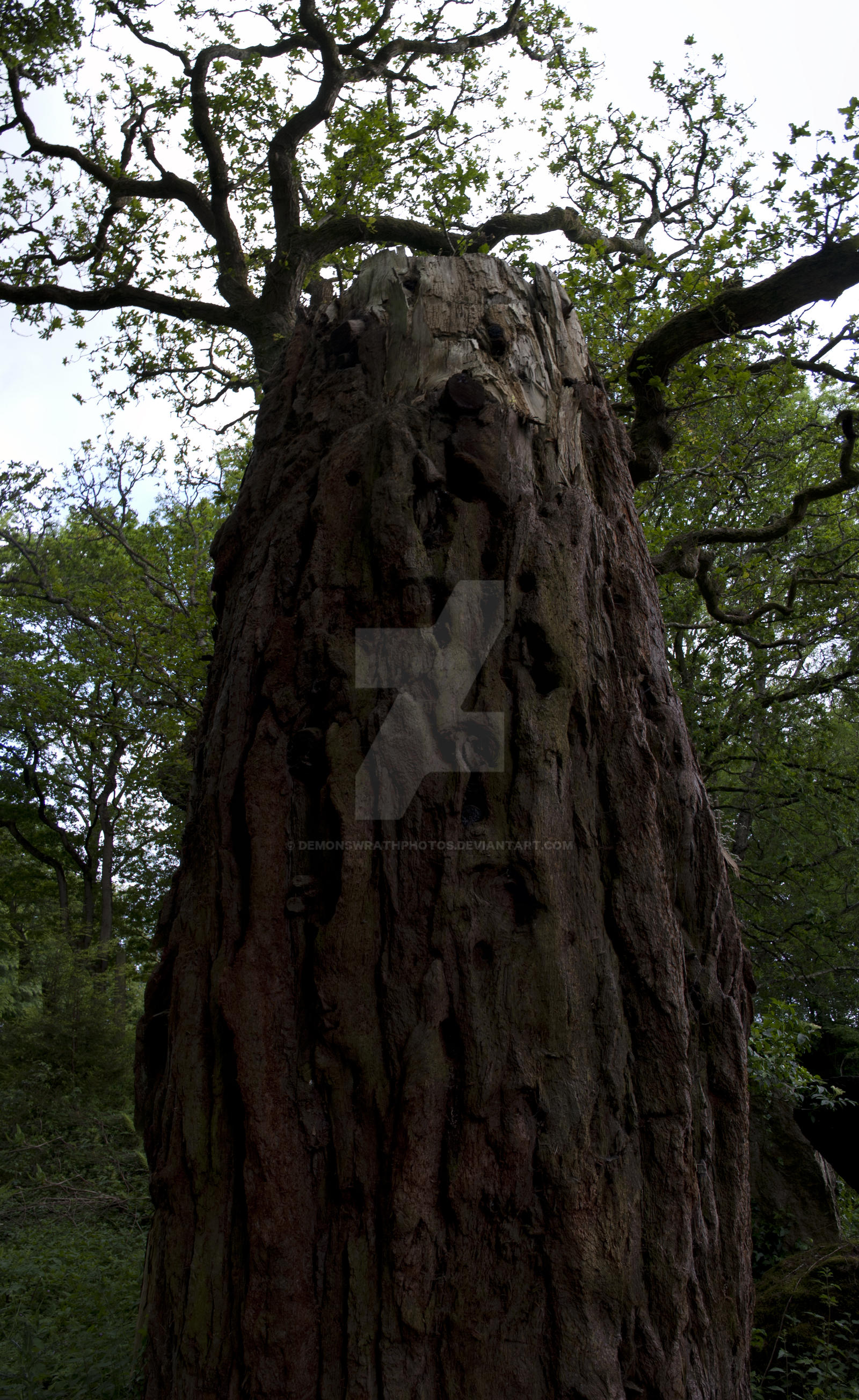 Fat Mary Tree Fat Tree Panorama by DemonsWrathPhotos on DeviantArt