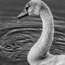 Signet In B And W