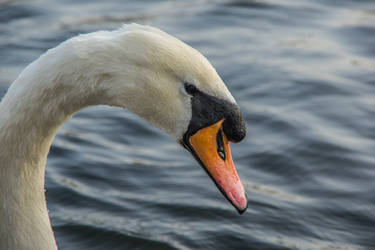 Swan And Droplets 2