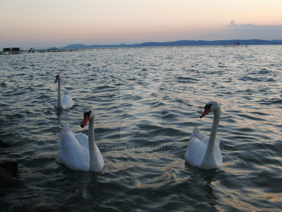 swan trio