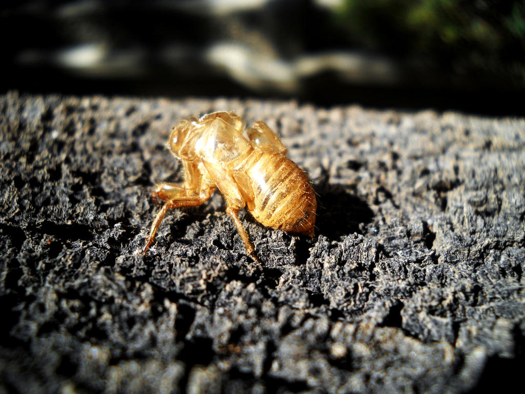 Second Cicada Shell by Natalie-Esparza on DeviantArt
