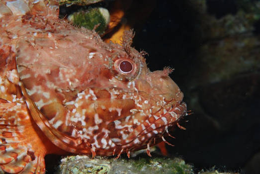 Scorpion Fish