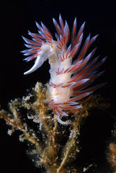 Nudi Branch