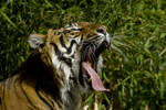Tired Tiger 0869 by Dan-Elli