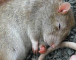 Sleeping cutie by jo666666