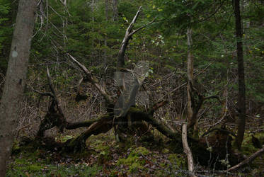 Tree Roots of Doom