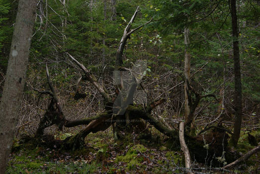 Tree Roots of Doom