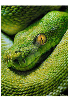 MORELIA VIRIDIS