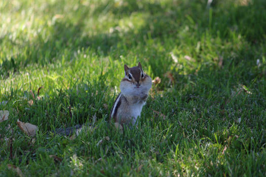 Chipmunk