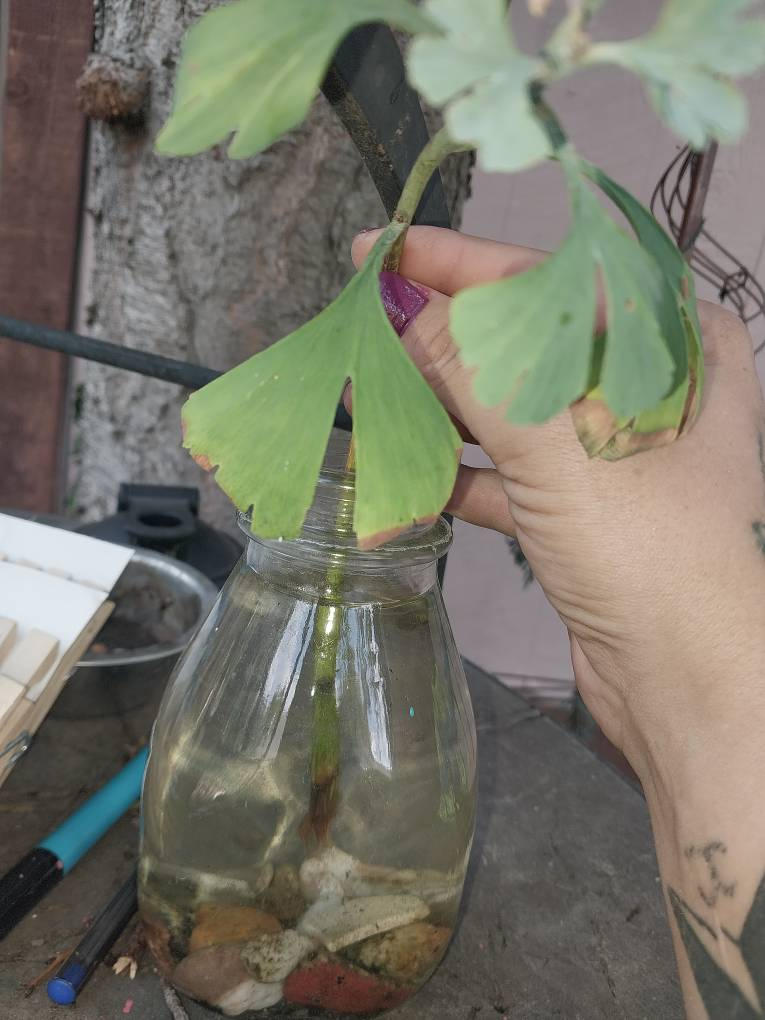 Ginkgo baloba baby roots by chenoabronson on DeviantArt