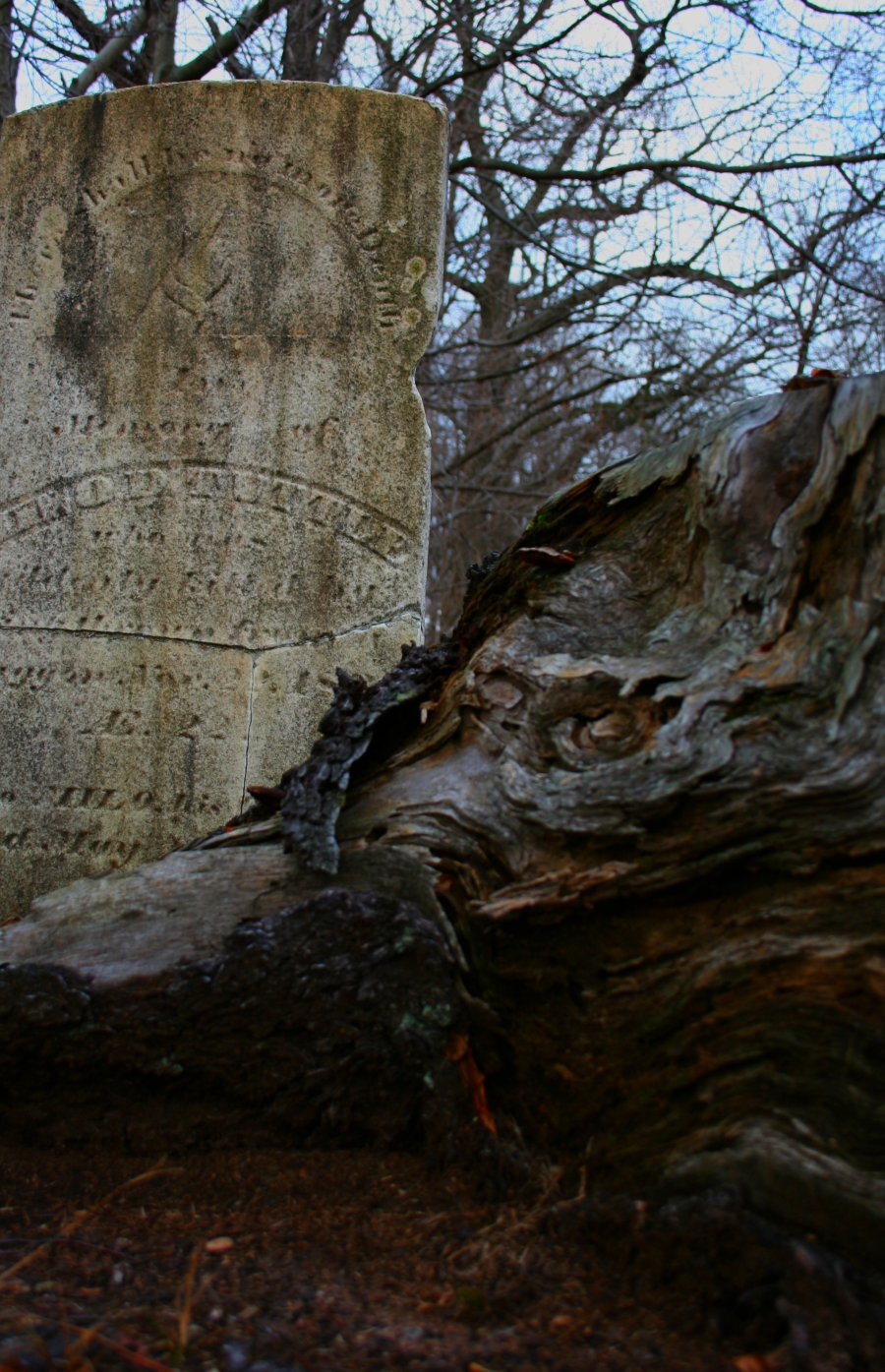 grave stump horse