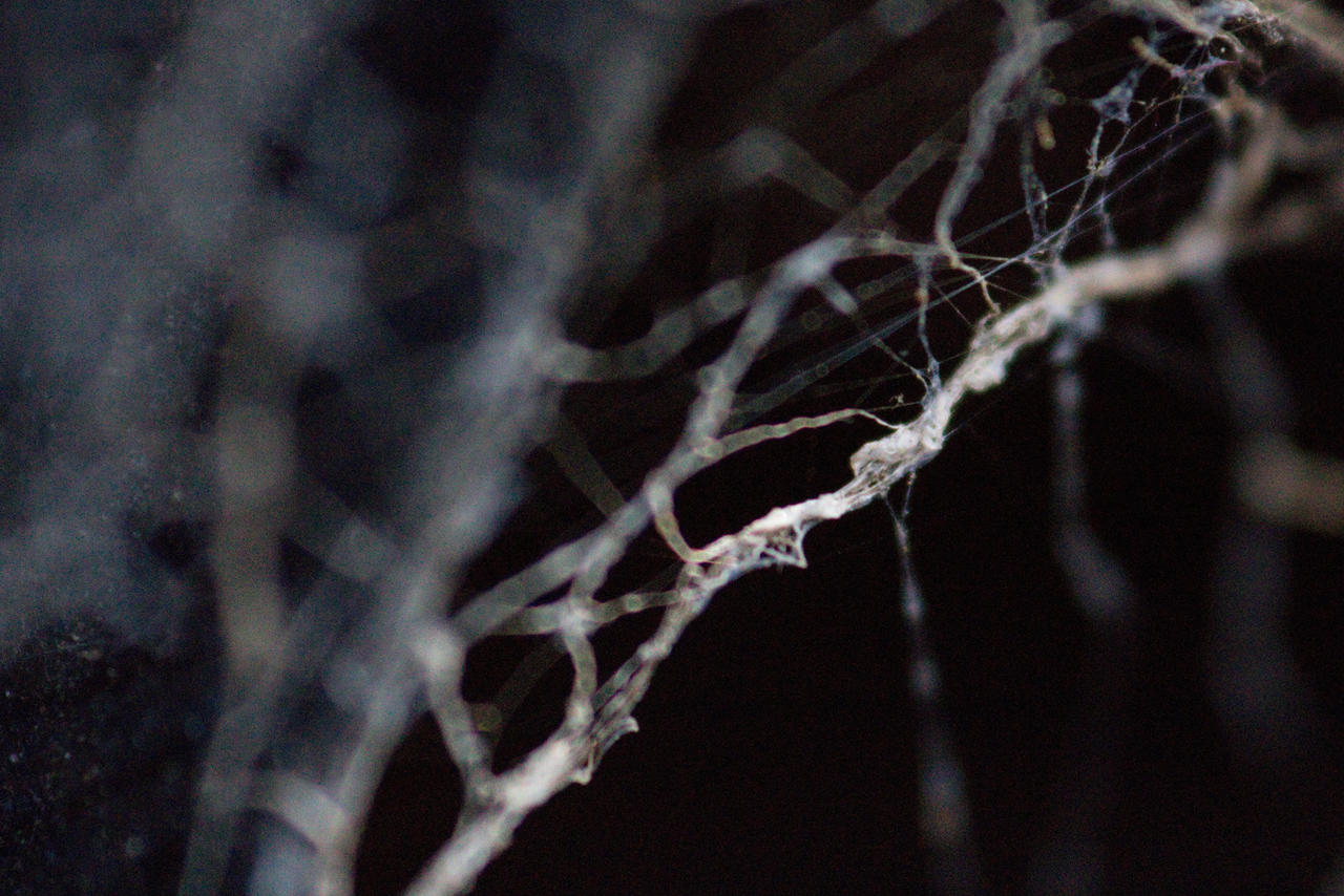 Tangled web 3