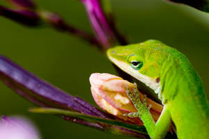 lizard
