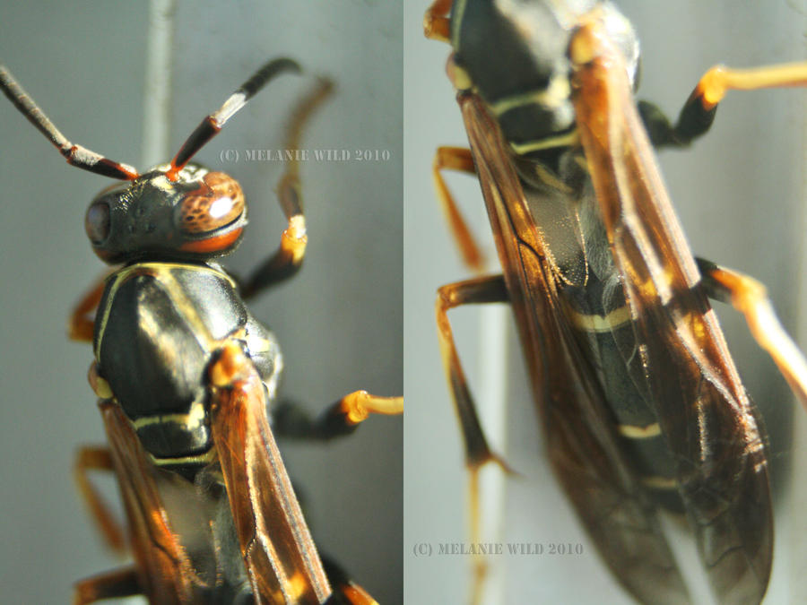 Waspy Names Waspy by GollyWild on DeviantArt