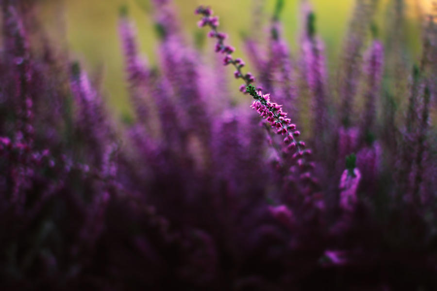 Berlin flowers by noukka Berlin flowers by noukka