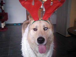 Akemi goes christmassy