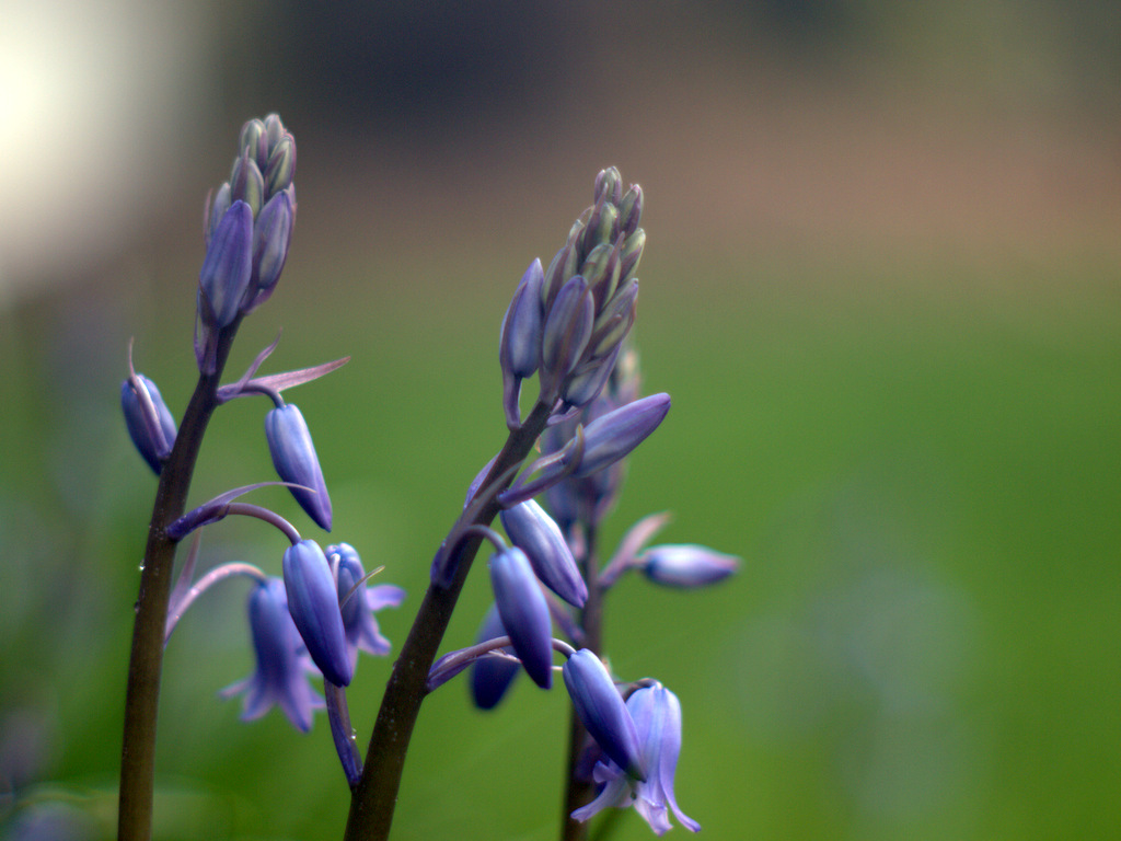 Bluebells